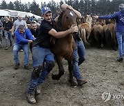 SPAIN TRADITION RAPA BESTAS