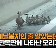 [자막뉴스] “비닐봉지 날아가는 줄 알았는데” 가까이 가보니 오리가족 횡단