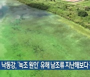 [기후는 말한다] 낙동강, ‘녹조 원인’ 유해 남조류 지난해보다 적어