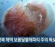 전북 해역 보름달물해파리 주의 특보