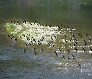 ‘Cormorant Sweep-up operation’ will fail at this rate