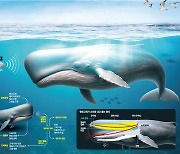 “고래가 내는 ‘딸깍’ 소리는 알파벳”…동물과 대화, 진짜 가능해지나