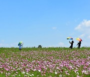 파란하늘과 코스모스