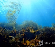 해조류 식물성 단백질 활용한 '대체해조육' 개발한다