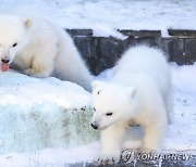 '북극곰은 왜 하얀색일까?' 서울시립과학관 특별전