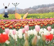 창녕낙동강유채축제 한 달간 관광객 133만명 방문…역대 최다