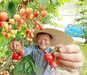 잘 익은 체리가 주렁주렁