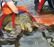 "고마워요" 해안에 고립된 푸른바다거북 들것에 실려 바다로