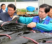 고흥군, 명품 건다시마 위판 시작