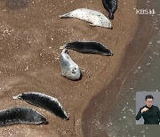 “올해도 찾아왔어요”…가로림만에 점박이물범 무리 포착