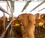 Cows escape farm and wander around road