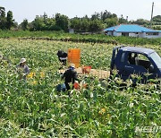 제주 초당옥수수 전국서 첫 출하