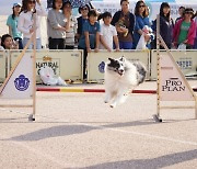 양천구, 반려동물 함께 하는 ‘Y-펫밀리 축제’ 개최