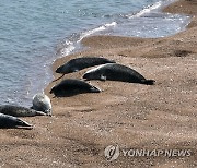 점박이물범은 가로림만에서 휴식 중