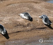 점박이물범은 가로림만에서 휴식 중