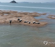 점박이물범은 가로림만에서 휴식 중