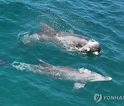 '내 새끼 못 보내'…남방큰돌고래의 모정