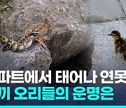 [영상] 출생지는 은평구 아파트, 오리 새끼 8마리의 운명