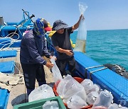 전남해양수산과학원, 진도 해역에 꽃게 150만 마리 방류