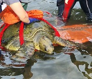 밀물 때 웅덩이 갇혔나…멸종위기 푸른바다거북 구해준 시민들