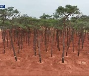 ‘소나무 불법 이동’ 부지 제공…허용 배경도 의문