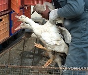 영국 노동당, "집권할 경우 푸아그라 수입 금지" 공약