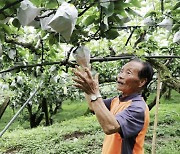 “사과 한알 5000원 실화냐” 고삐 풀린 과일 가격…전망도 ‘불안’