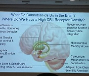 신종마약 누른 ‘대마’ 주의보…청소년기 해마 망가져 학습능력 손상