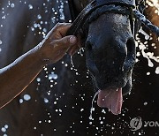 APTOPIX Belmont Stakes Horse Racing