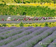 "보랏빛 매력에 풍덩" 개막 앞둔 동해 무릉별유천지