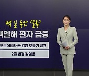 발작성 기침 '콜록콜록'...'백일해' 감염 주의보 [앵커리포트]