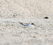 천수만 공사현장서 알 품고 있는 멸종위기 쇠제비갈매기