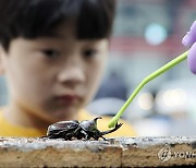 내가 바로 곤충계의 천하장사