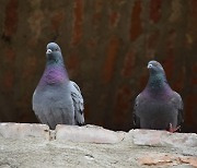 매일 먹이 챙겨줬을 뿐인데…사람에게 폐렴 옮긴 '이 동물'