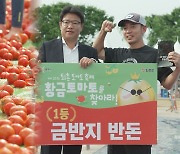 '황금 토마토'를 찾아라…경기 광주 퇴촌 토마토 축제 개막