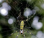 USA INVASIVE JORO SPIDER