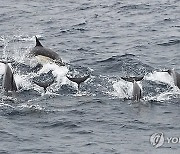 울산 고래바다여행선이 발견한 참돌고래