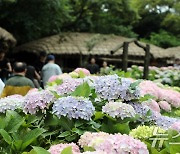 제주 초가집과 여름꽃의 여왕