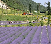 Visitors enjoy lavender fields in Donghae, Gangwon