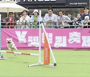 양천구, 지자체 최대 반려동물 축제 'Y-펫밀리' 성황리 종료