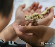 곤충경진대회에서 만난 도마뱀