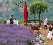 "보랏빛 세상" 동해 무릉별유천지 라벤더 축제