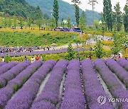 "보랏빛 세상" 동해 무릉별유천지 라벤더 축제