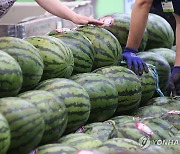 수박 고르는 시민