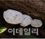 ‘버섯’서 근세포 손실 막는 효과 발견…“세포 증식도”