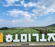 6월 순백의 메밀꽃 만발한 '포항 호미곶'...파란 바다와 어우러져 장관