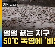 [자막뉴스] 펄펄 끓는 지구...50도 육박하는 이상 고온에 '비명'