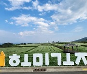 포항 호미곶, 순백 메밀꽃 활짝… 바다와 어우러져 관광명소 눈길