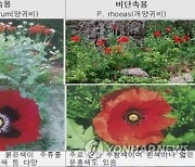 '서울 노원서 양귀비 200여주 발견'...경찰 수사 나서