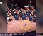 [와글와글] 오케스트라 공연 중에 갑자기 나타난 고양이